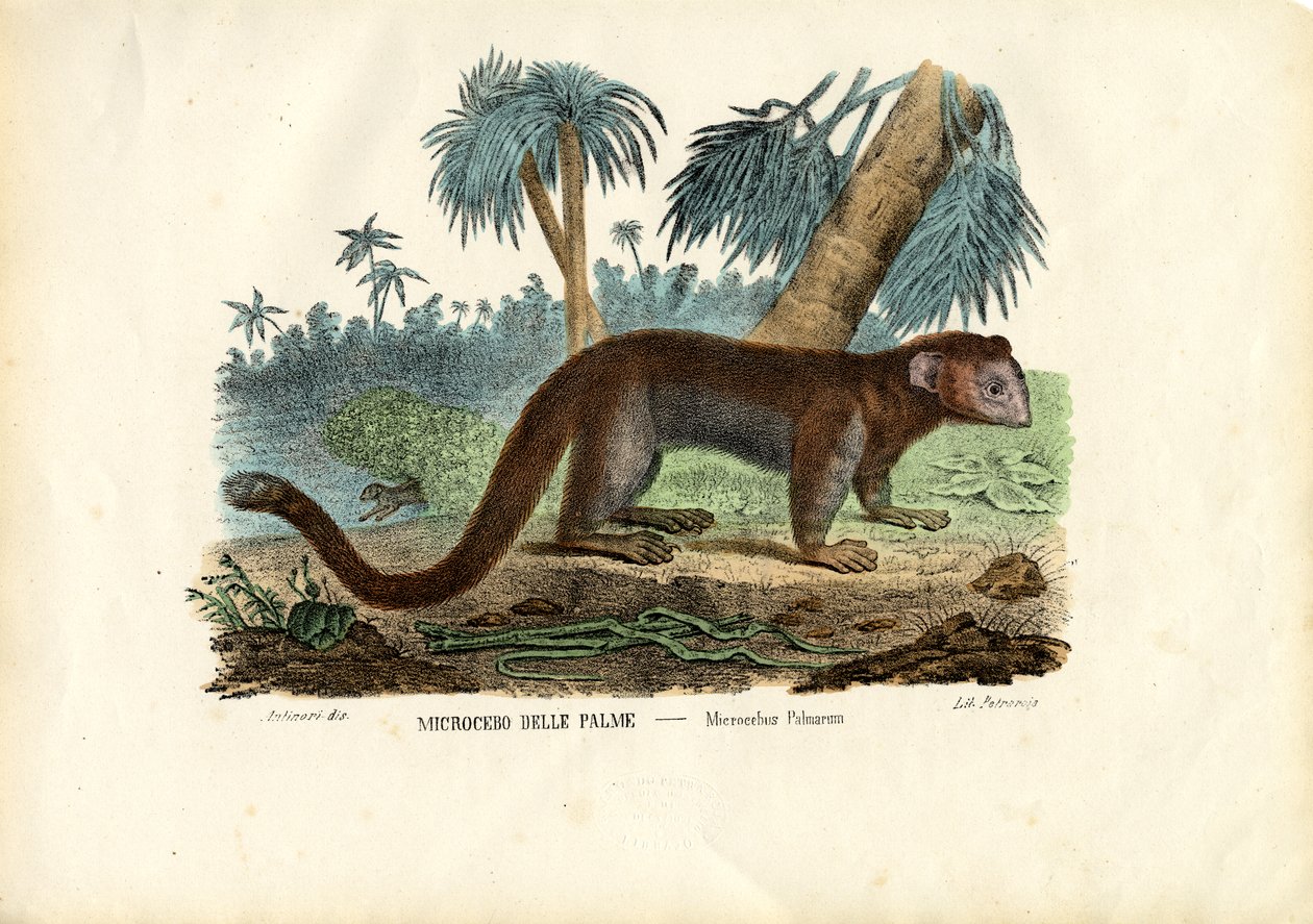 Fare Lemur, 1863-79 by Raimundo Petraroja
