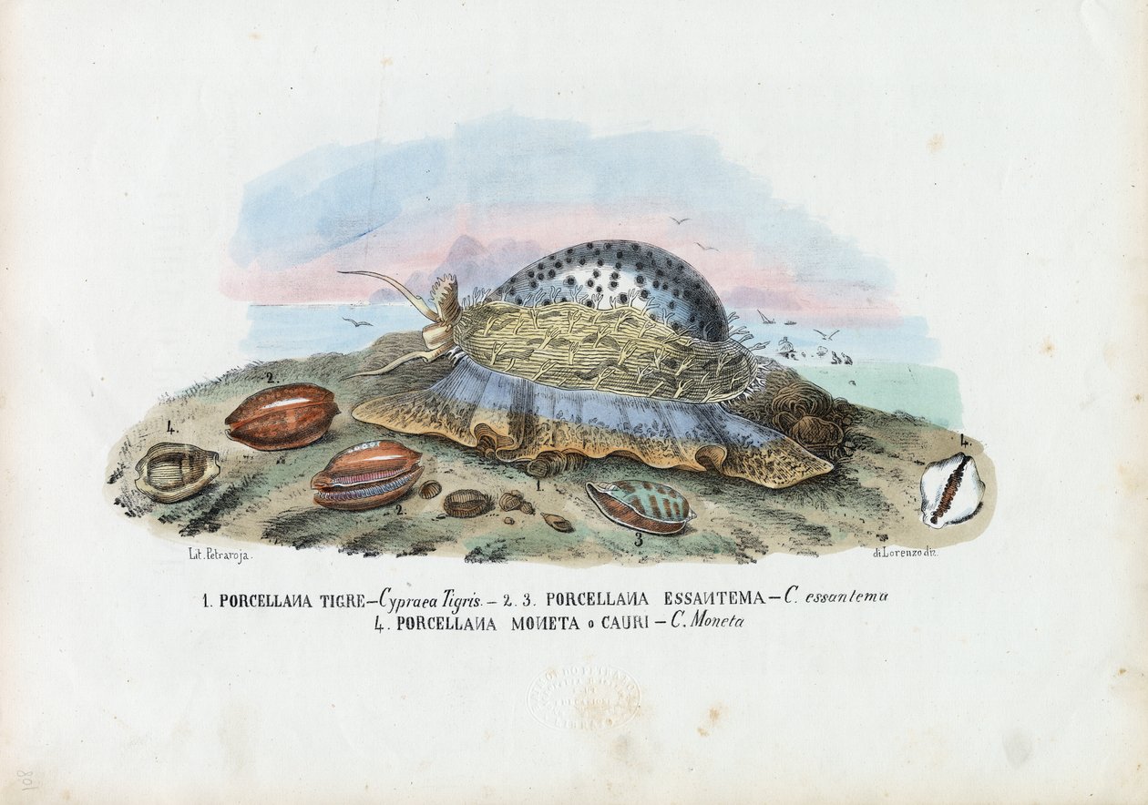 Midye, 1863-79 by Raimundo Petraroja