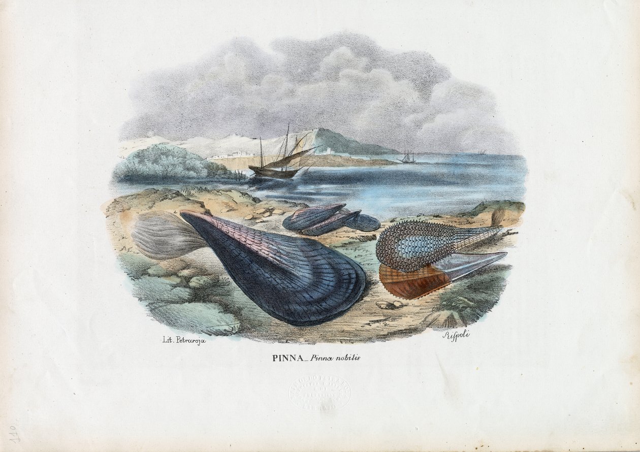 Midye, 1863-79 by Raimundo Petraroja