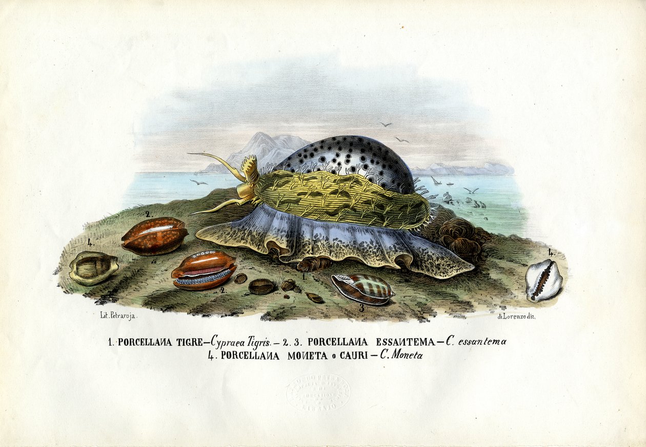 Midye, 1863-79 by Raimundo Petraroja