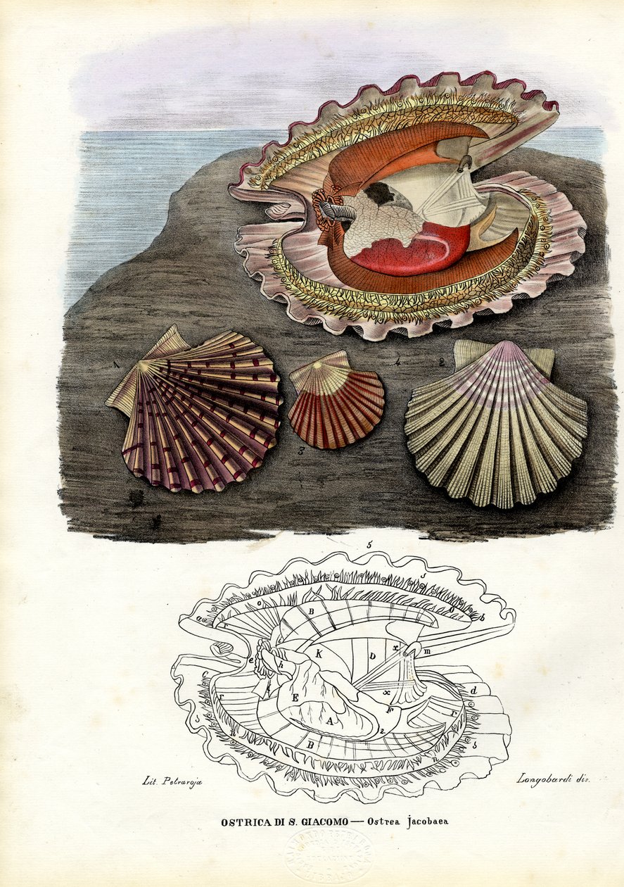 ಮಸ್ಸೆಲ್ಸ್, 1863-79 ಟರ್ಕ್ by Raimundo Petraroja