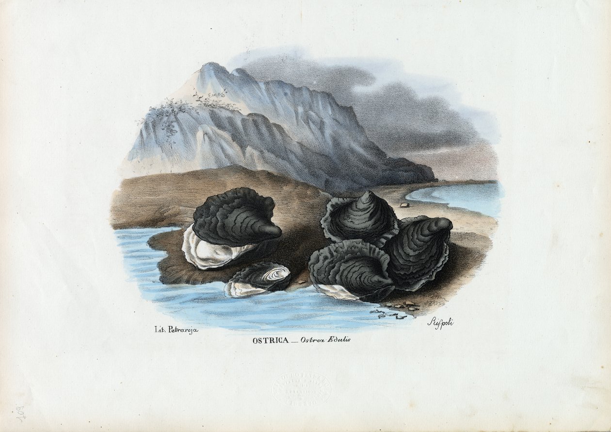 Midye, 1863-79 by Raimundo Petraroja