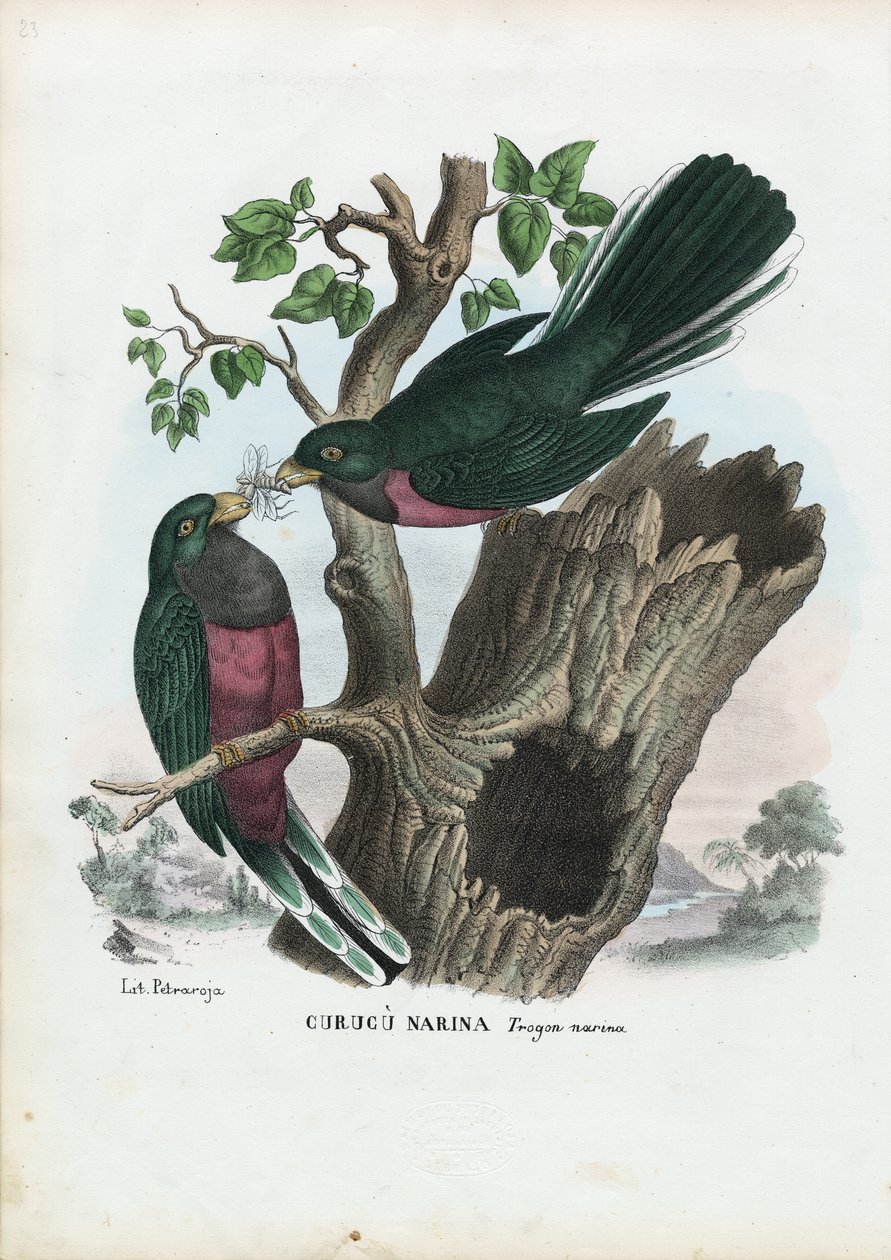 Narina Trogon, 1863-79 by Raimundo Petraroja