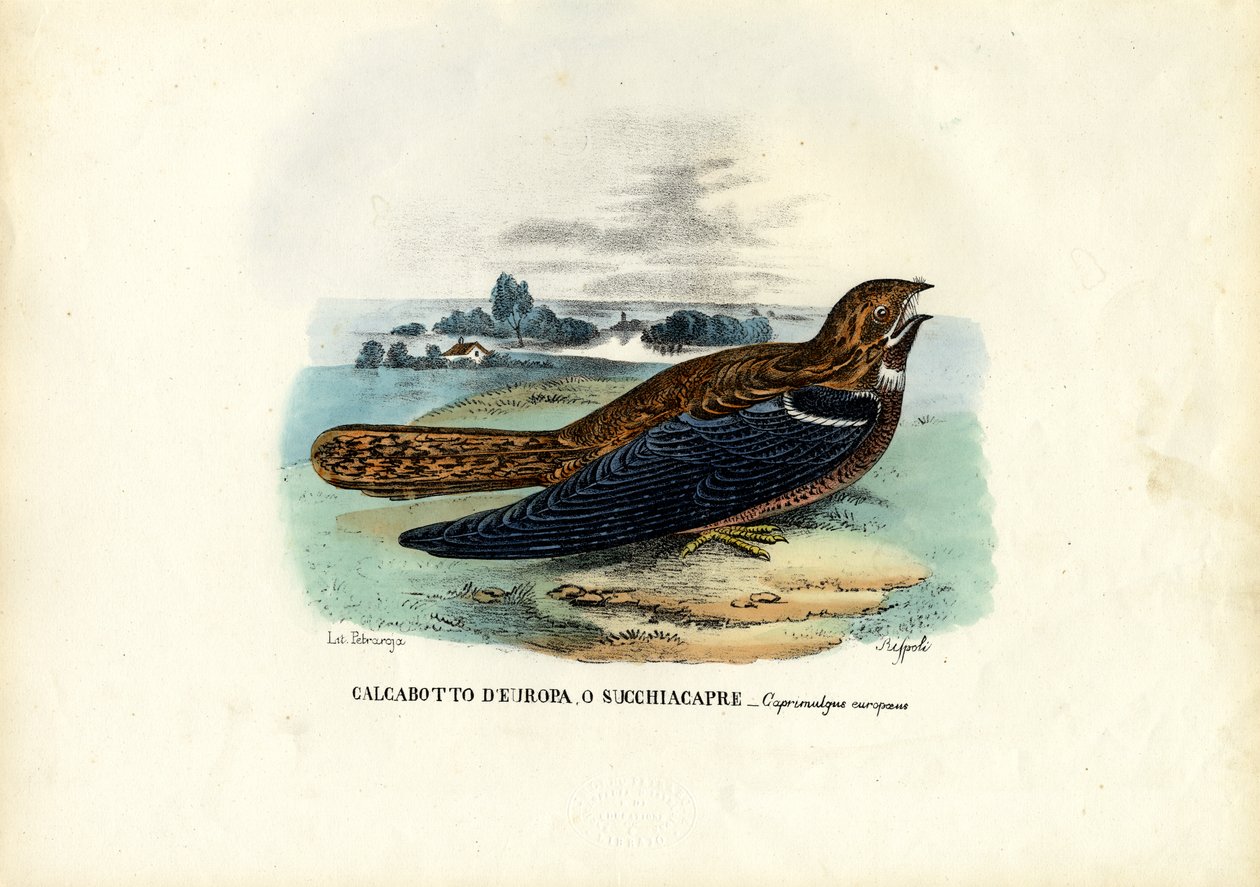 Nightjar, 1863-79 by Raimundo Petraroja