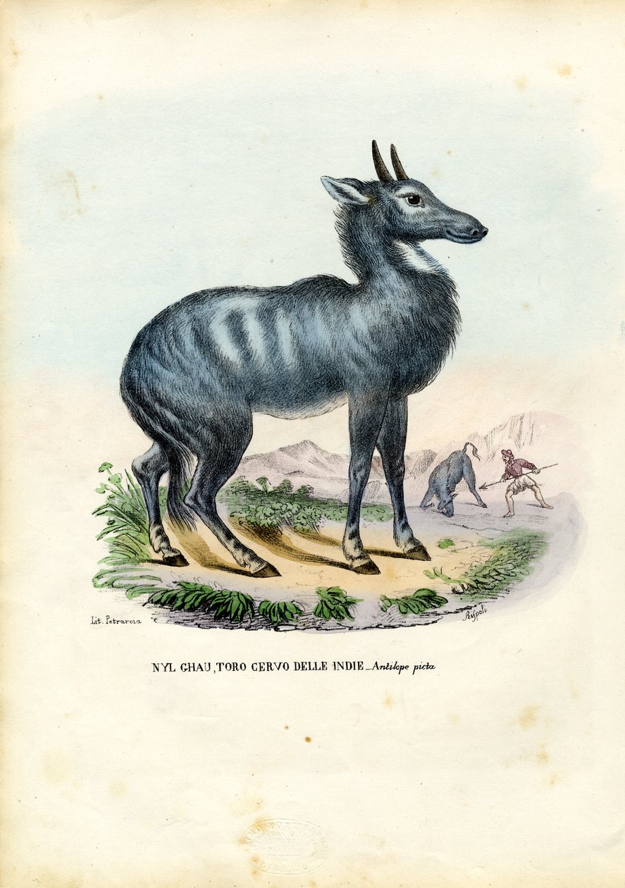 Nilgai, 1863-79 by Raimundo Petraroja