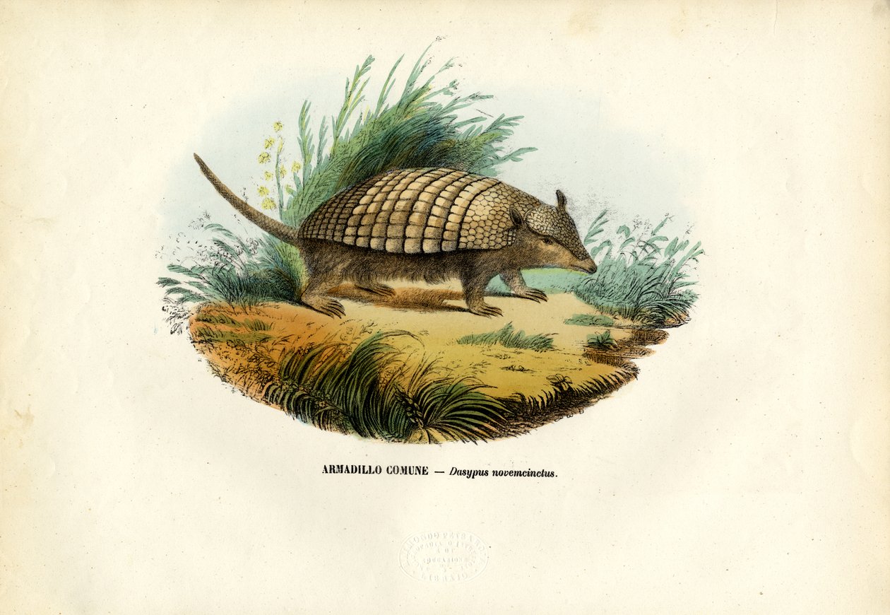 Dokuz Bantlı Armadillo, 1863-79 by Raimundo Petraroja