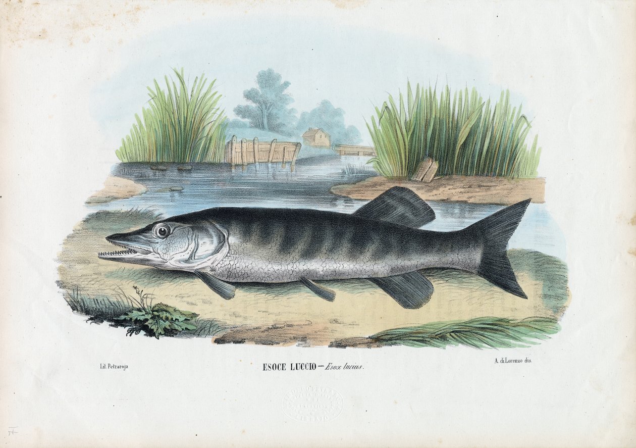Kuzey Turna, 1863-79 by Raimundo Petraroja