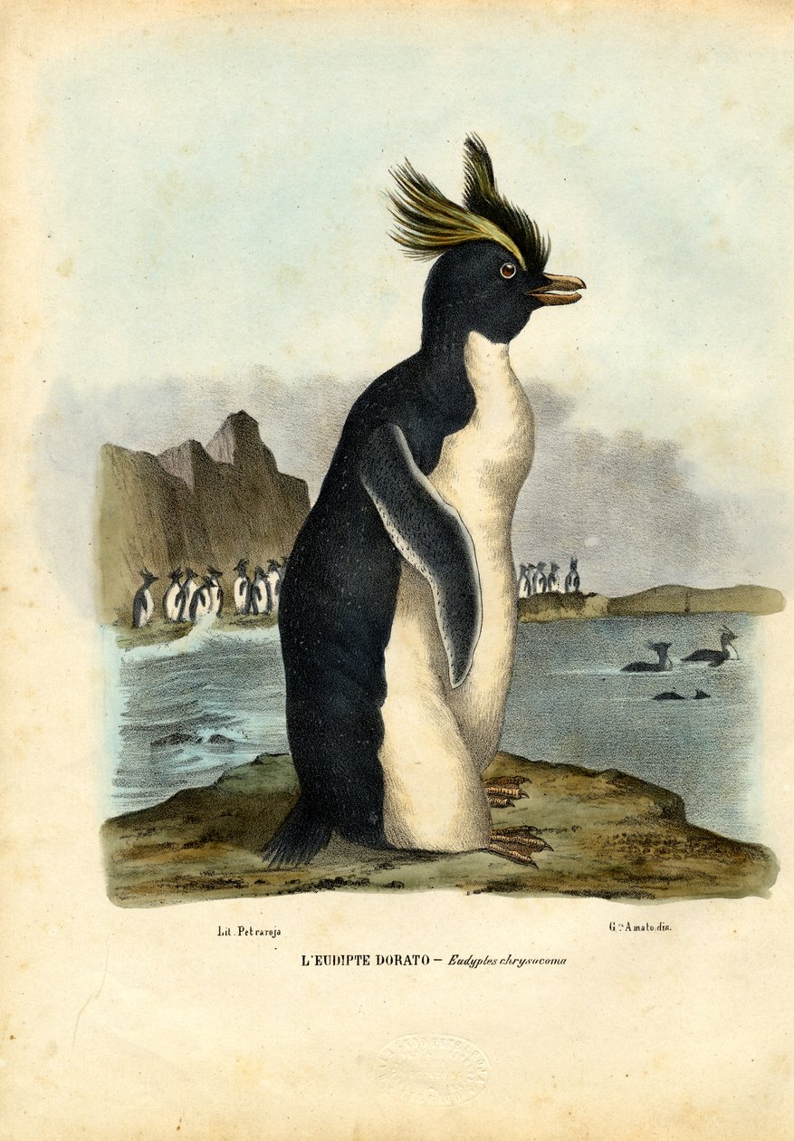 Kuzey Rockhopper Pengueni, 1863-79 by Raimundo Petraroja