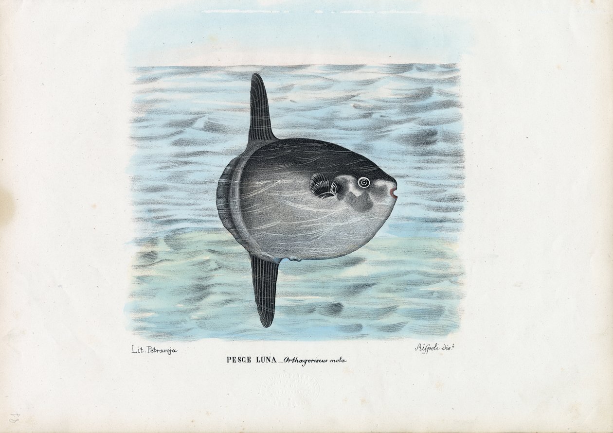ಓಷನ್ ಸನ್ಫಿಶ್, 1863-79 ಟರ್ಕ್ by Raimundo Petraroja