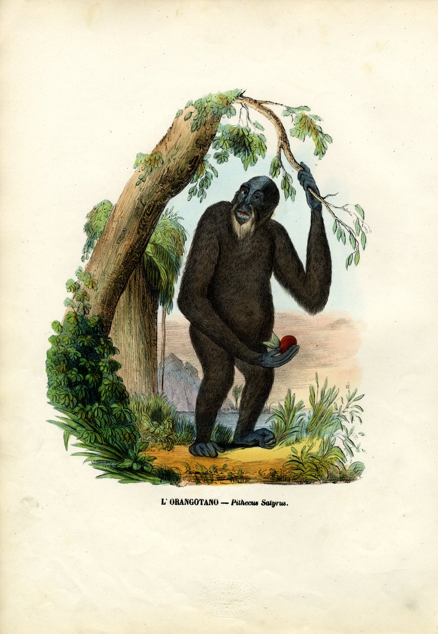 Orangutan, 1863-79 by Raimundo Petraroja