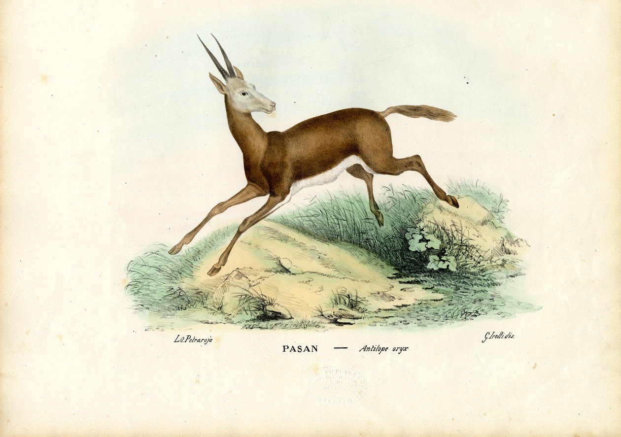 Oriks, 1863-79 by Raimundo Petraroja