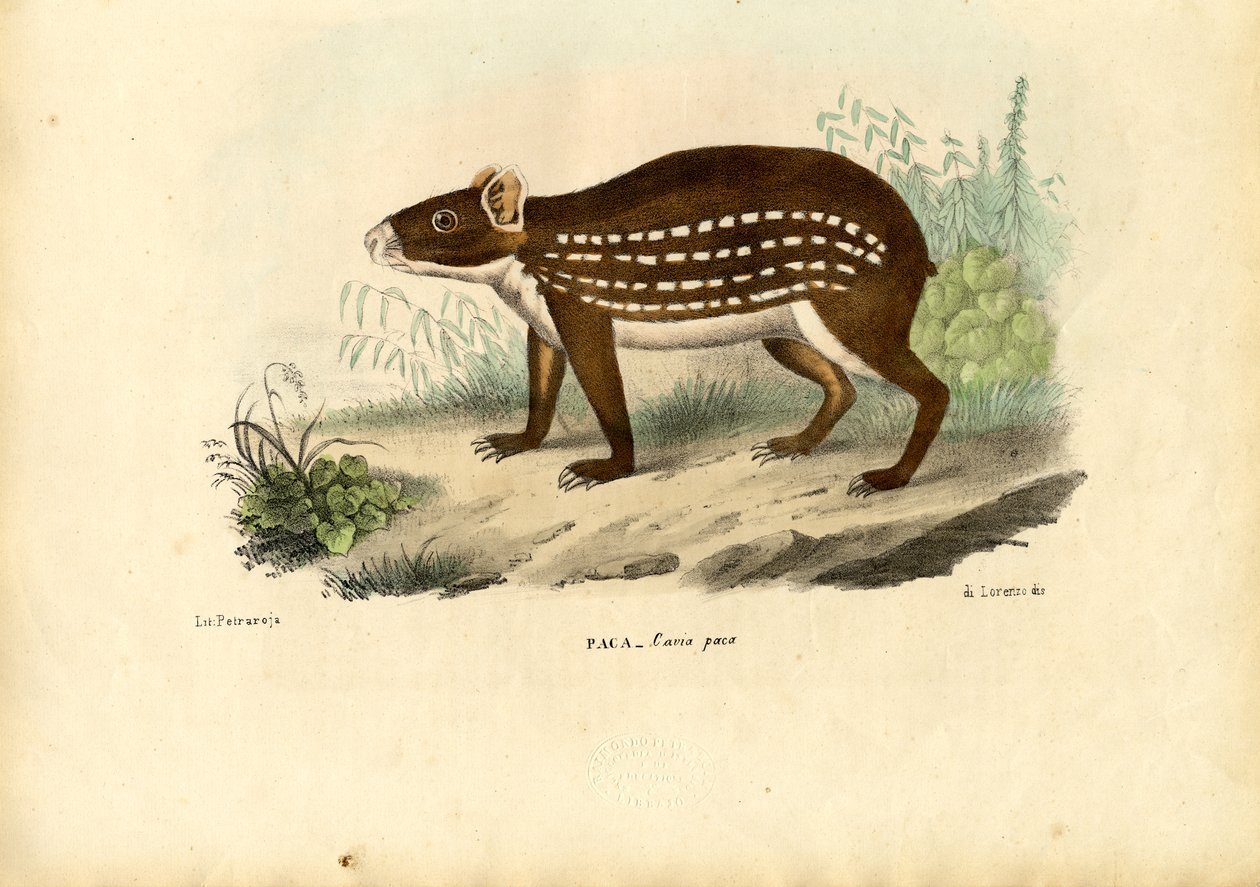 Paça, 1863-79 by Raimundo Petraroja
