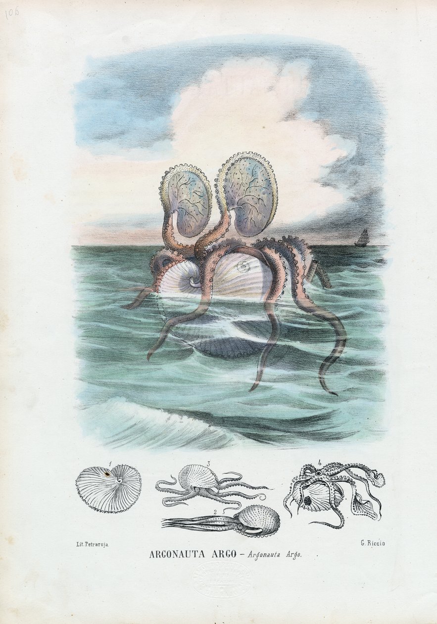 Kağıt Nautilus, 1863-79 by Raimundo Petraroja