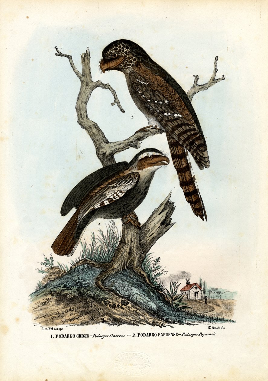 Papua Kurbağaağız, 1863-79 by Raimundo Petraroja
