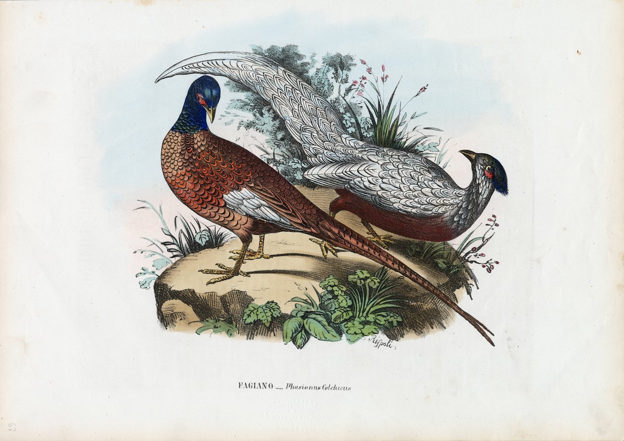 Sülün, 1863-79 by Raimundo Petraroja