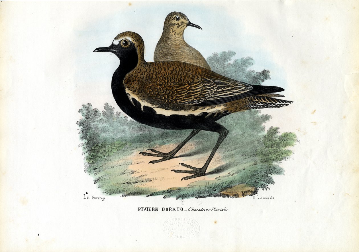 Plover, 1863-79 by Raimundo Petraroja