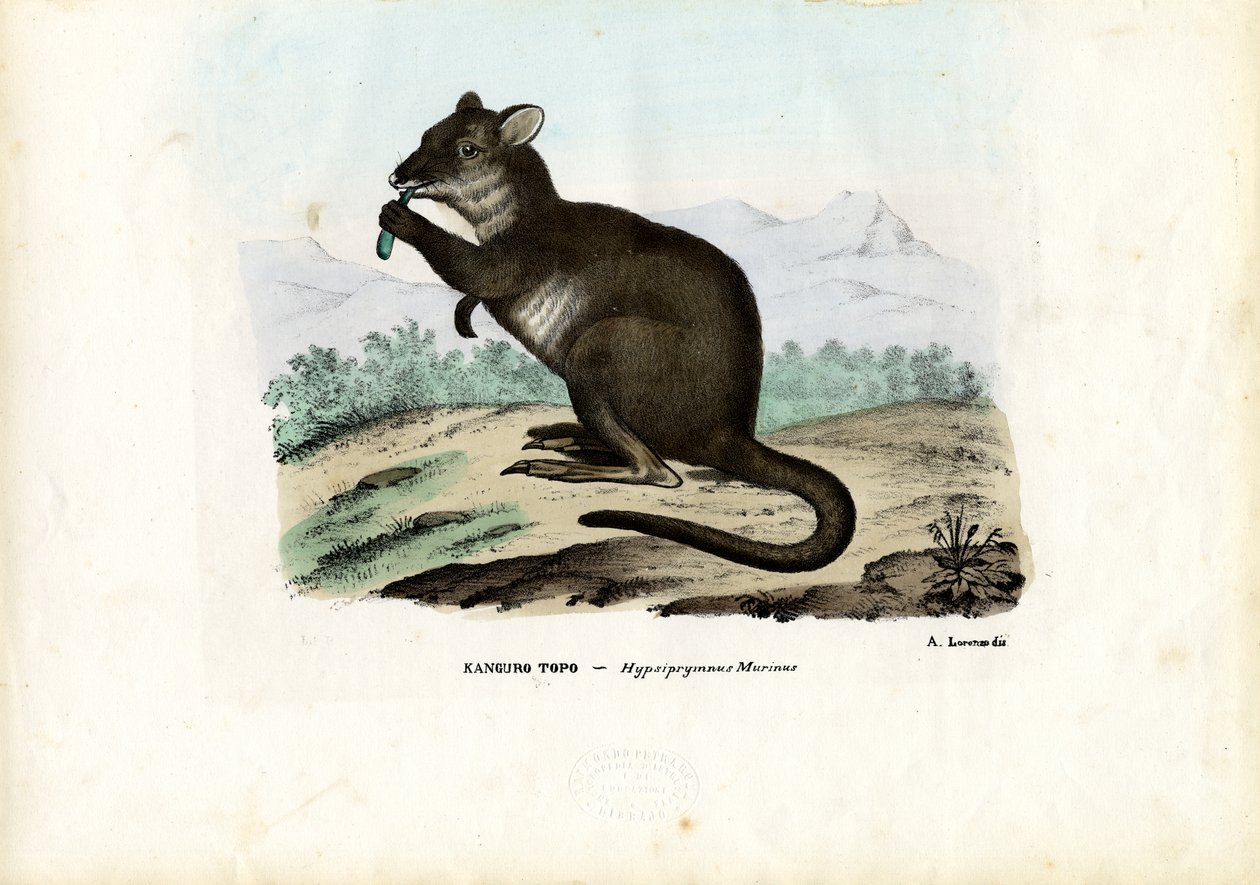 Potoru, 1863-79 by Raimundo Petraroja