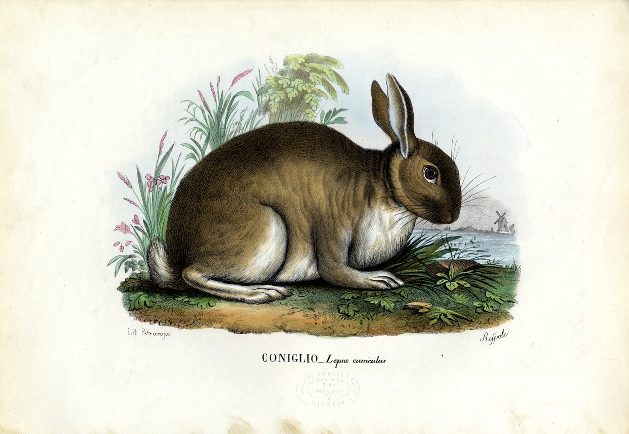 ಮೊಲ, 1863-79 ಟರ್ಕಿ by Raimundo Petraroja
