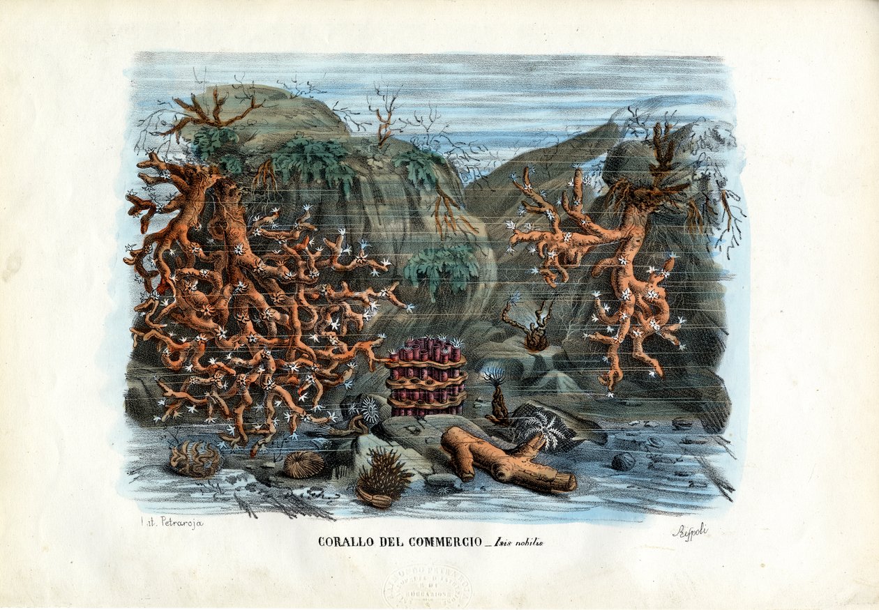 Kızıl İsis Mercanları, 1863-79 by Raimundo Petraroja