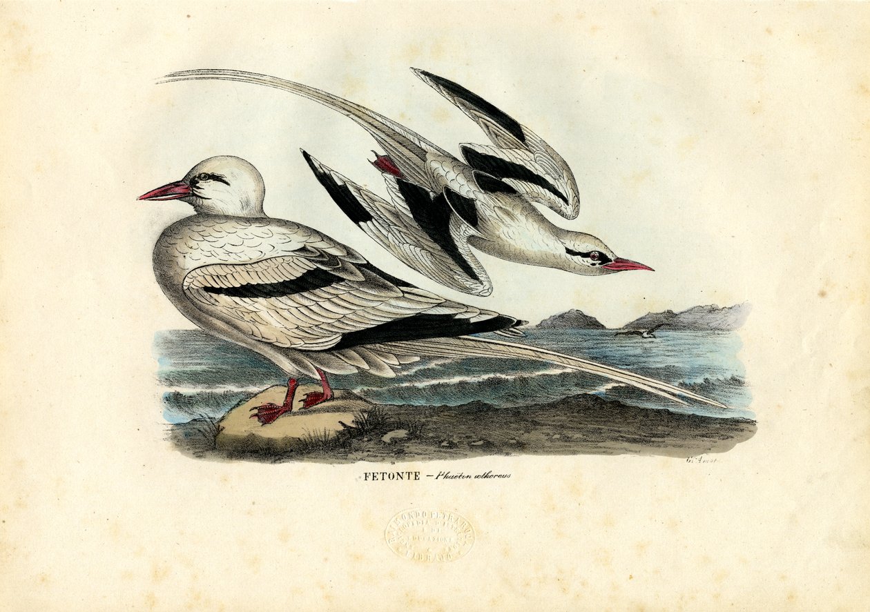 Kırmızı Gagalı Tropicbird, 1863-79 by Raimundo Petraroja