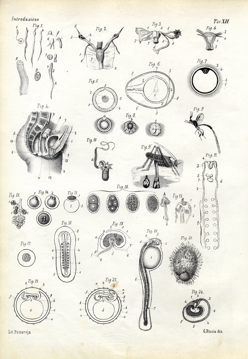 ಸಂತಾನೋತ್ಪತ್ತಿ ಅಂಗ, 1863-79 ಟರ್ಕ್ by Raimundo Petraroja