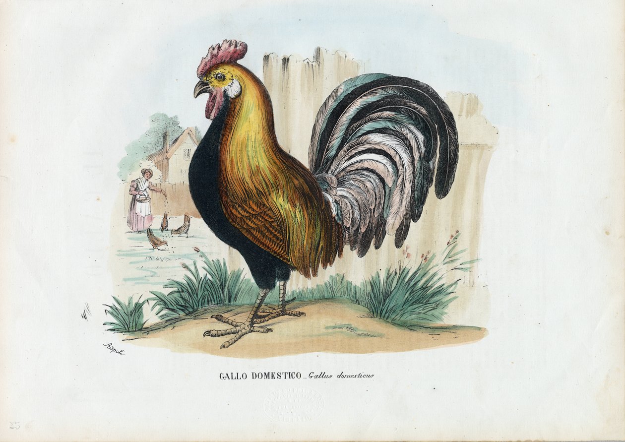 Horoz, 1863-79 by Raimundo Petraroja
