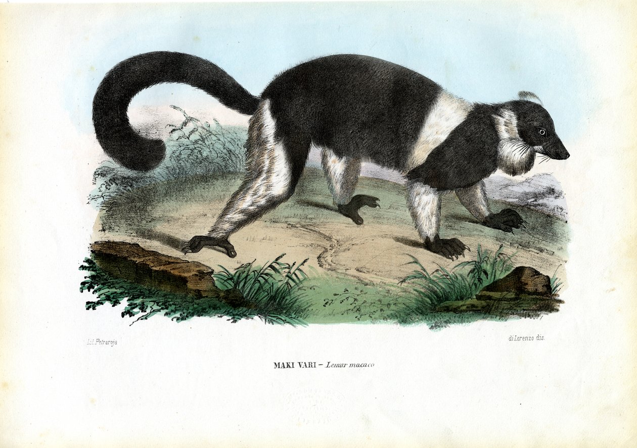 ರಫ್ಡ್ ಲೆಮೂರ್, 1863-79 ಟರ್ಕ್ by Raimundo Petraroja