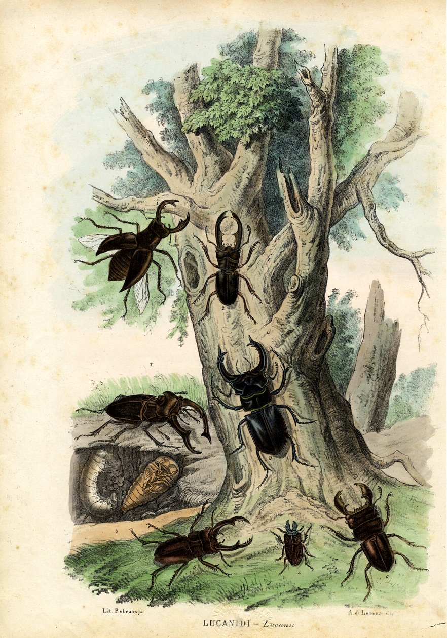 Bokböceği Böcekleri, 1863-79 by Raimundo Petraroja
