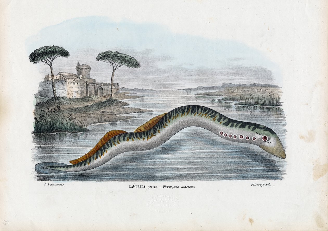 Deniz Lamprey, 1863-79 by Raimundo Petraroja