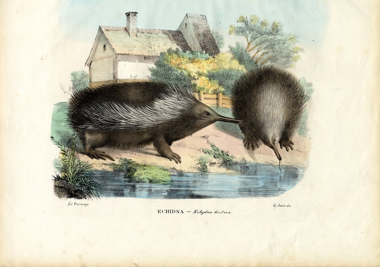 Kısa Gagalı Echidna, 1863-79 by Raimundo Petraroja