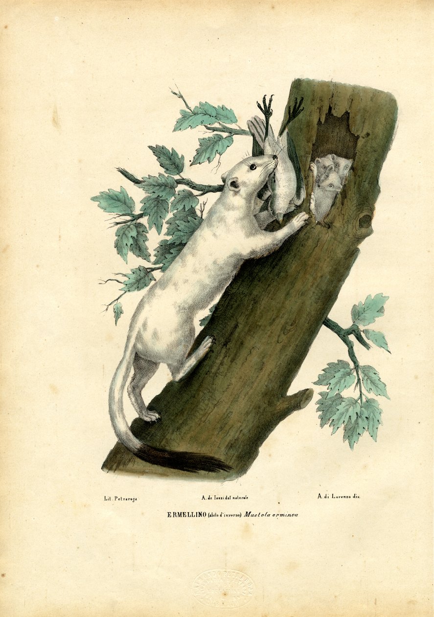 Kısa Kuyruklu Gelincik, 1863-79 by Raimundo Petraroja