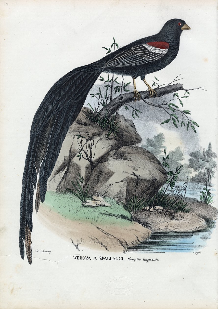 ಸೈಬೀರಿಯನ್ ಫಿಂಚ್, 1863-79 ಟರ್ಕ್ by Raimundo Petraroja