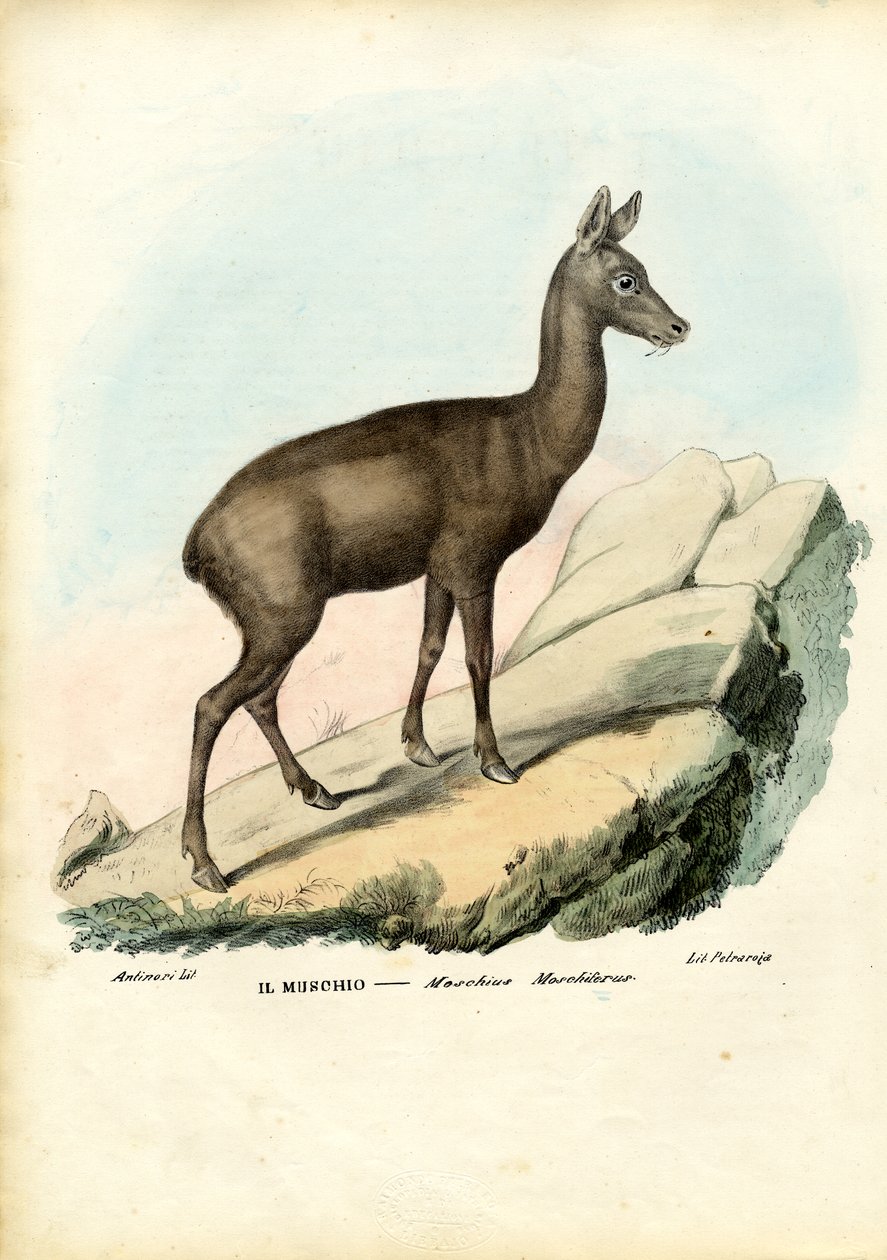 Sibirya Misk Geyiği, 1863-79 by Raimundo Petraroja