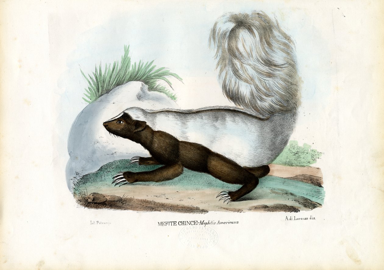 Kokarca, 1863-79 by Raimundo Petraroja