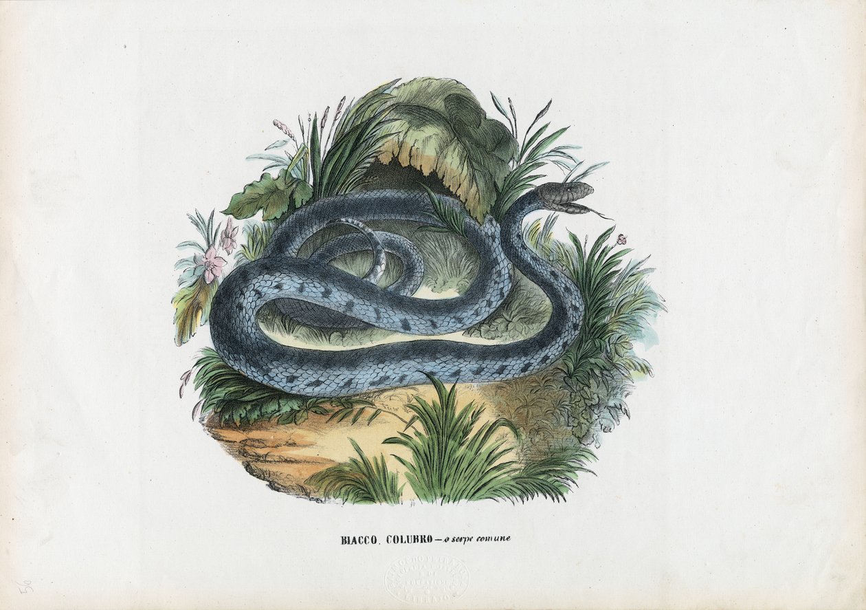 ಹಾವುಗಳು, 1863-79 ಟರ್ಕಿ by Raimundo Petraroja