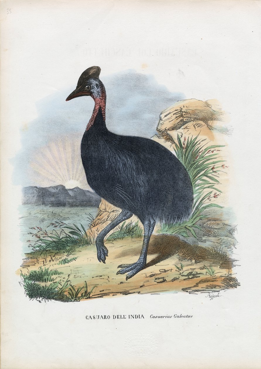 Güney Cassowary, 1863-79 by Raimundo Petraroja