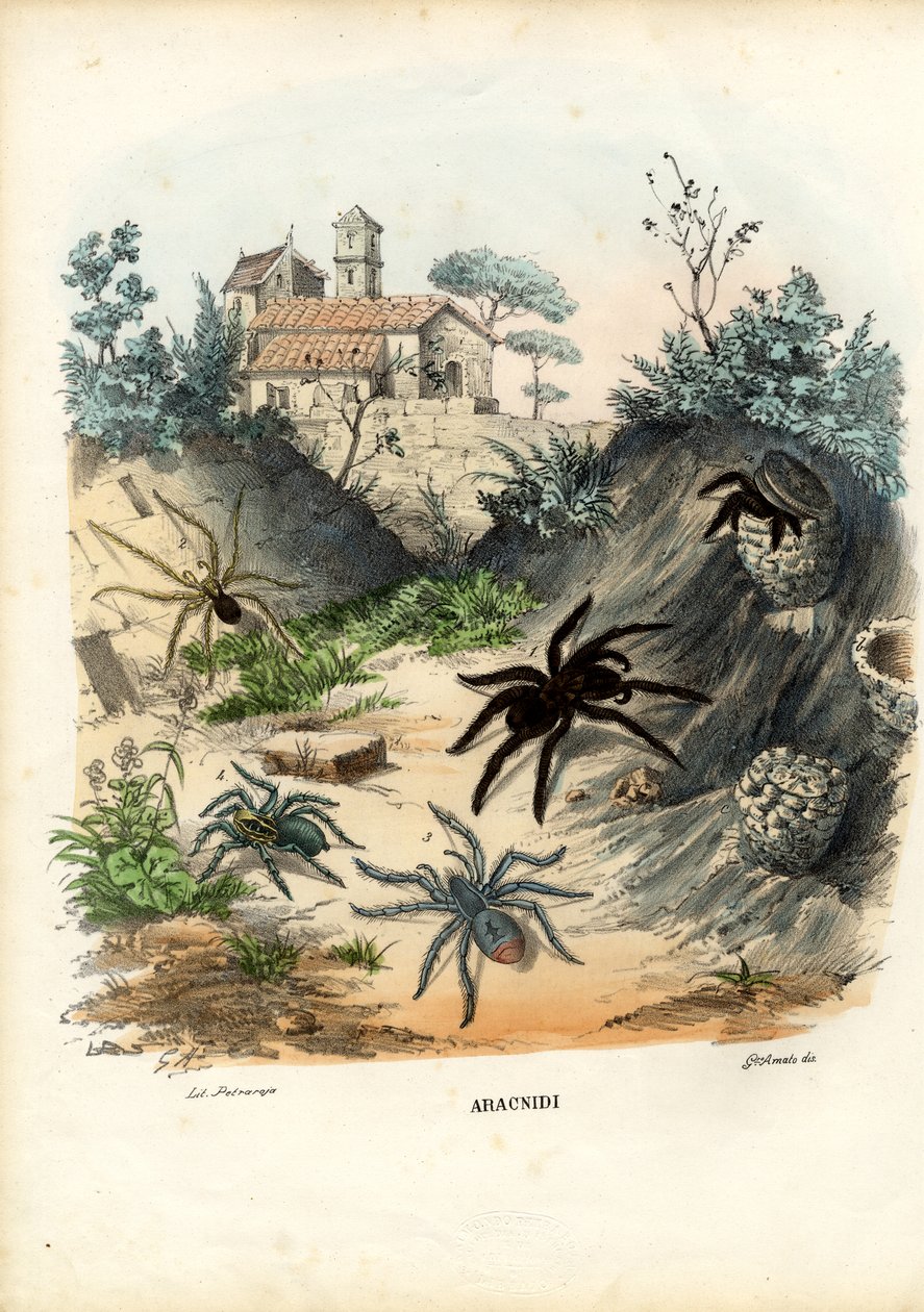 Örümcekler, 1863-79 by Raimundo Petraroja