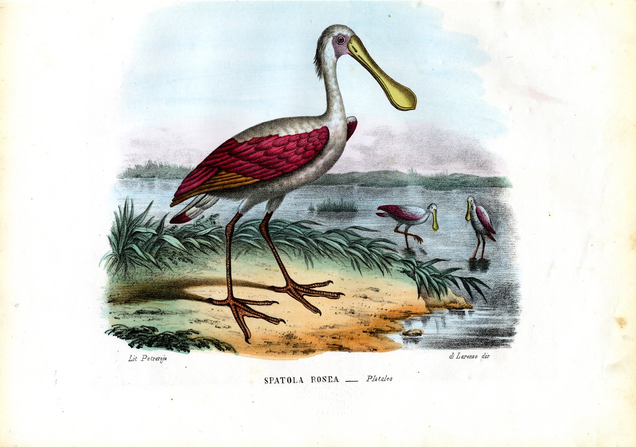 ಸ್ಪೂನ್‌ಬಿಲ್, 1863-79 ಟರ್ಕ್ by Raimundo Petraroja