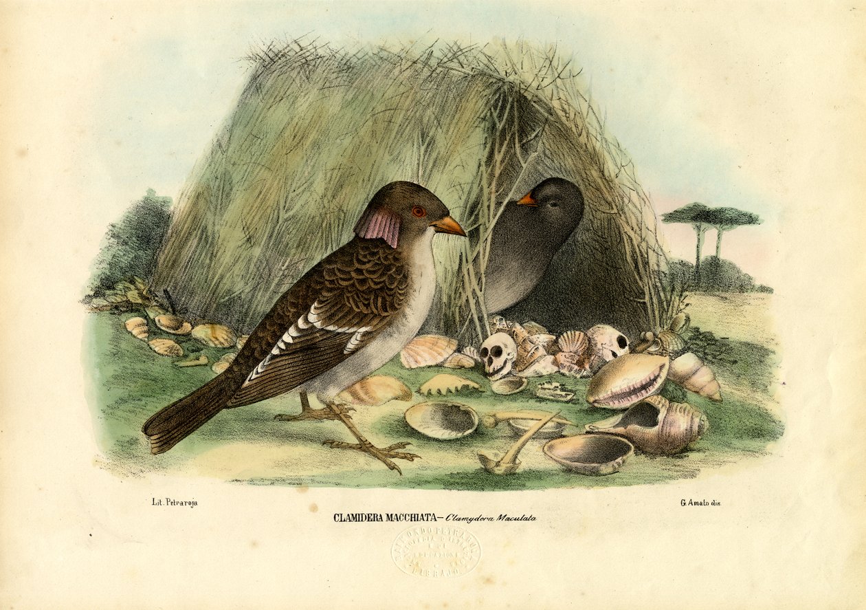 Benekli Bowerbird, 1863-79 by Raimundo Petraroja