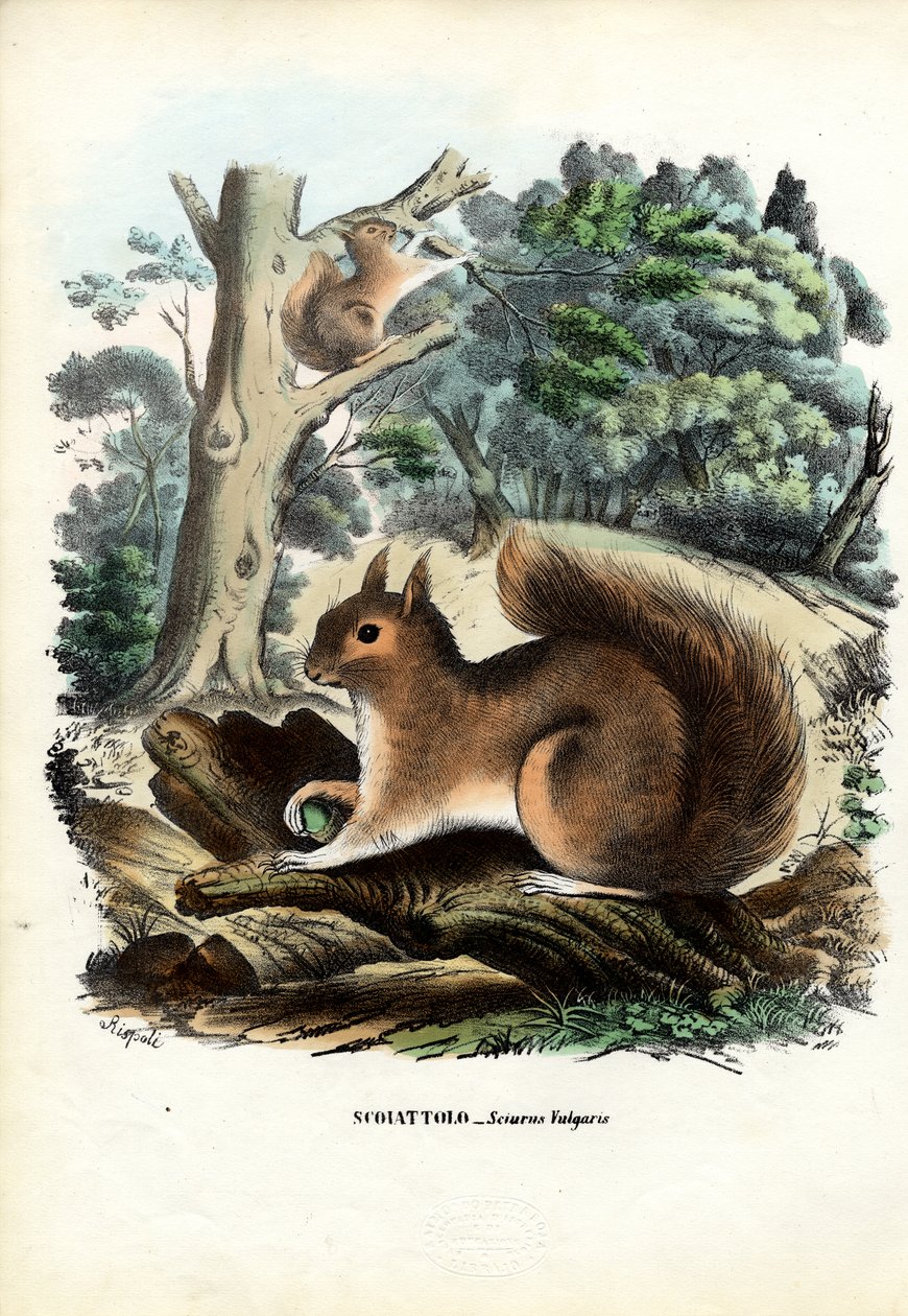 ಅಳಿಲು, 1863-79 ಟರ್ಕಿ by Raimundo Petraroja