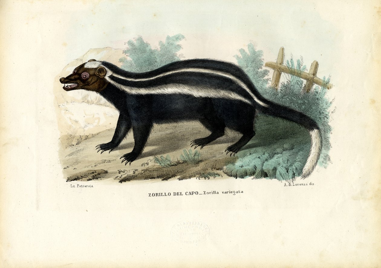 Çizgili Polecat, 1863-79 by Raimundo Petraroja