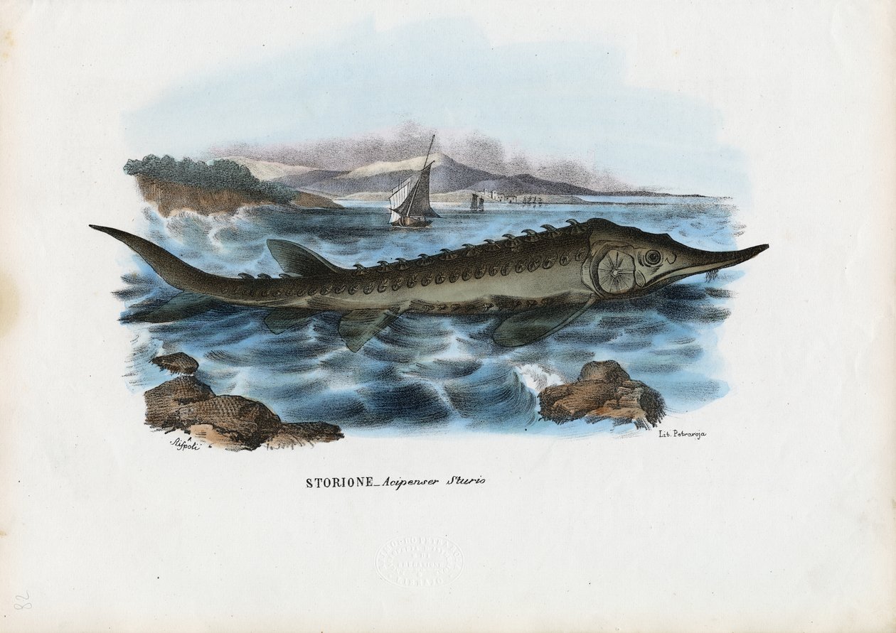 Mersin balığı, 1863-79 by Raimundo Petraroja