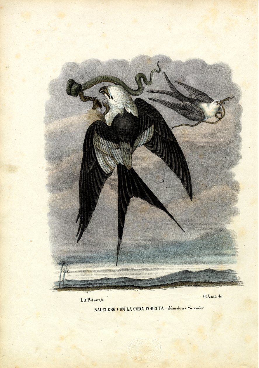 Kırlangıç Kuyruklu Uçurtma, 1863-79 by Raimundo Petraroja
