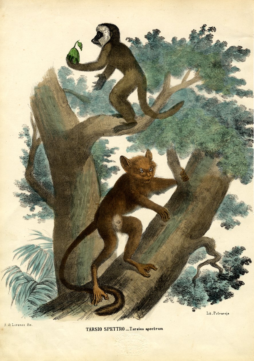Tarsier, 1863-79 by Raimundo Petraroja