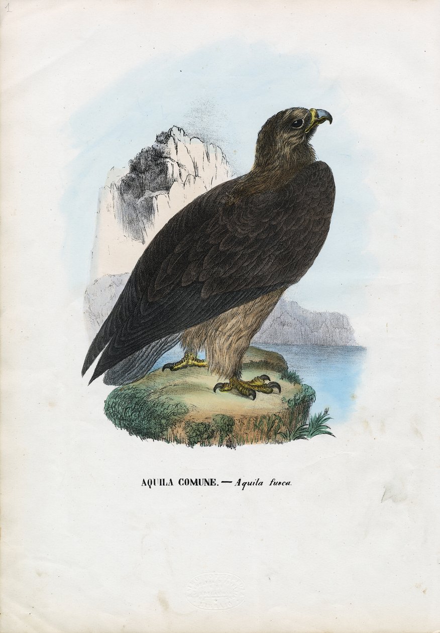 ಟಾನಿ ಈಗಲ್, 1863-79 ಟರ್ಕ್ by Raimundo Petraroja