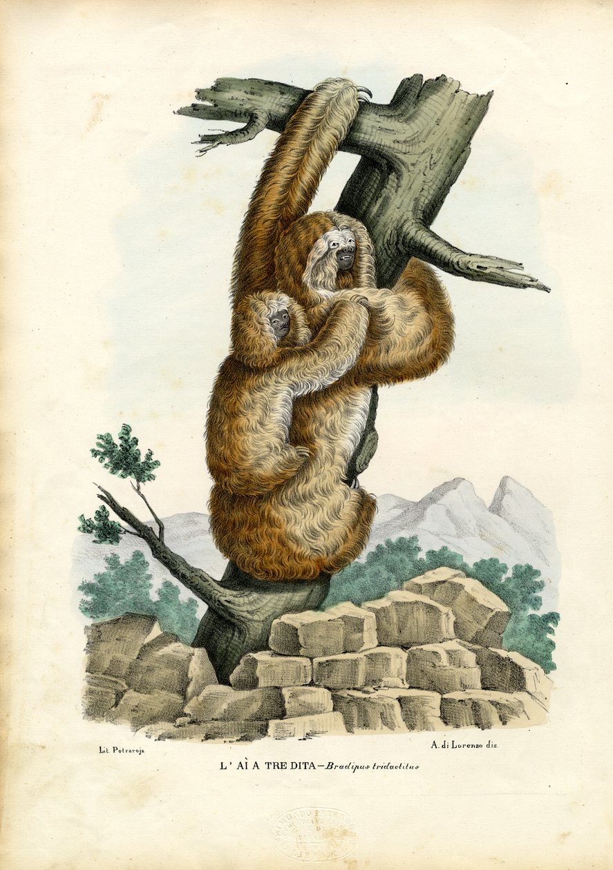 ಮೂರು-ಟೋಡ್ ಸ್ಲಾತ್, 1863-79 ಟರ್ಕ್ by Raimundo Petraroja