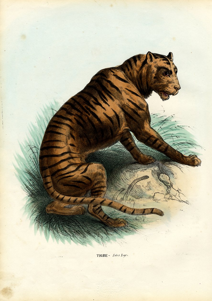 ಹುಲಿ, 1863-79 ಟರ್ಕಿ by Raimundo Petraroja