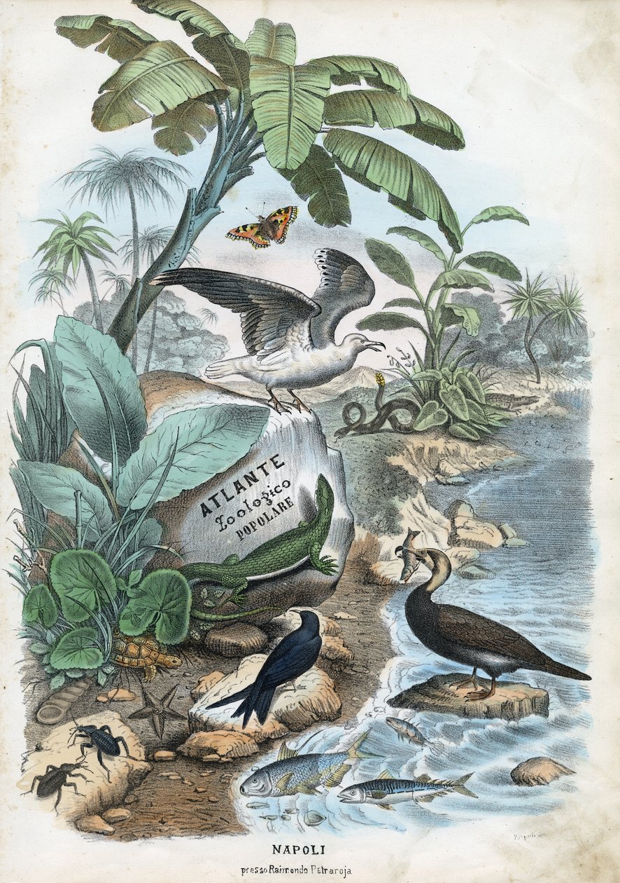 ಶೀರ್ಷಿಕೆ ಪುಟ, 1863-79 turk by Raimundo Petraroja