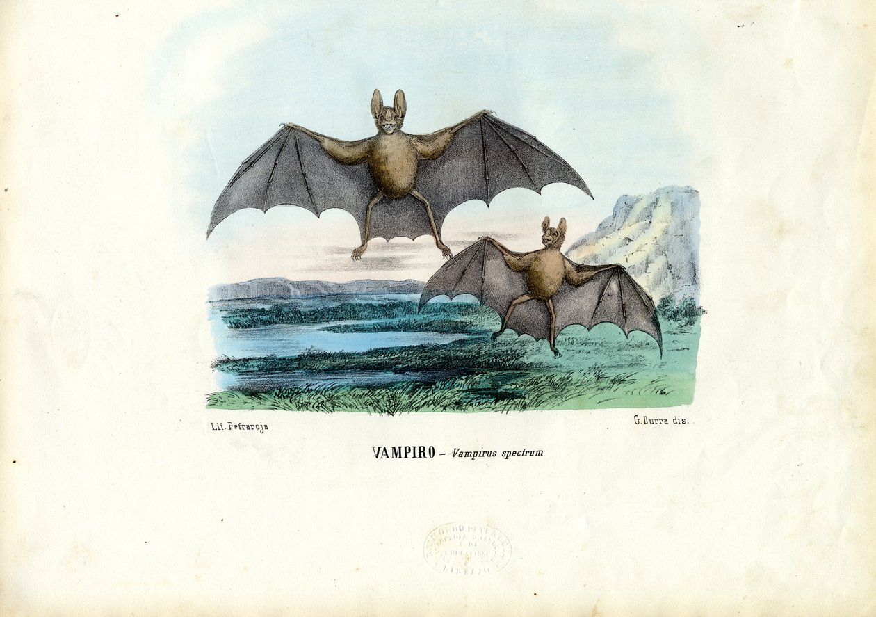 Vampir Yarasa, 1863-79 by Raimundo Petraroja