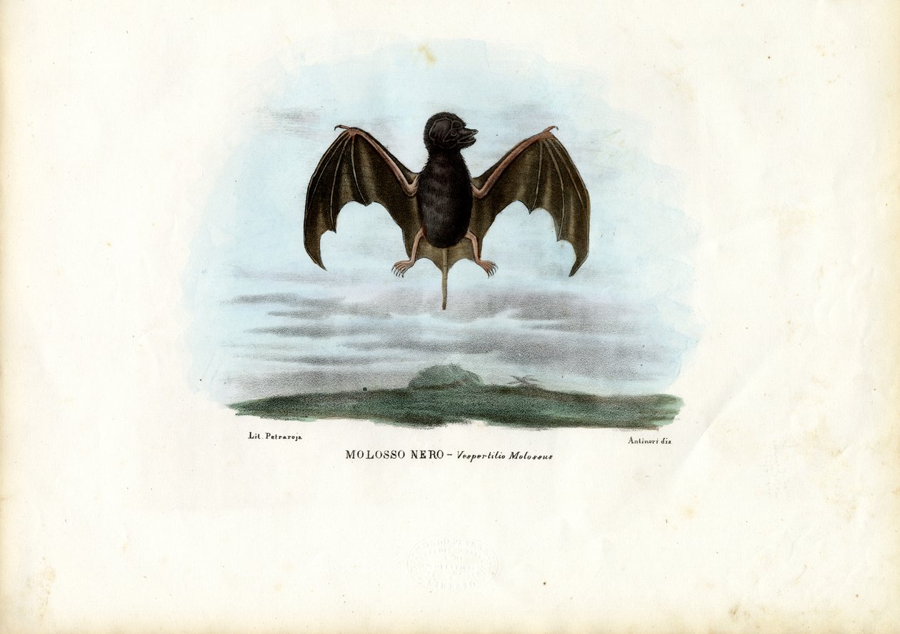 Kadife Serbest Kuyruklu Yarasa, 1863-79 by Raimundo Petraroja